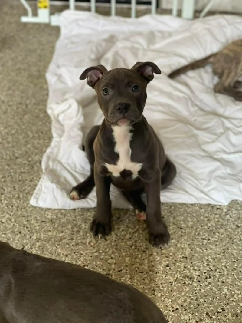 A baby medium-sized male Gray / Blue / Silver American Staffordshire Terrier dog named Leo for adoption in Salem, NH