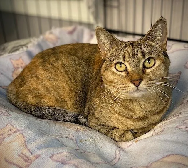 Merigold thumbnail 3