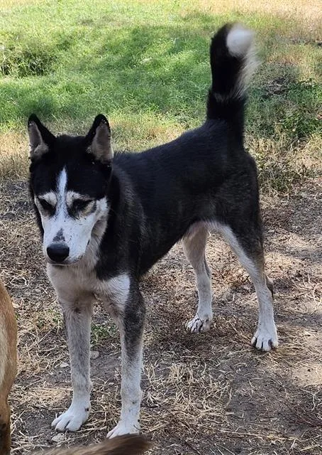 A young medium-sized male Husky dog named Brad for adoption in San Antonio, TX