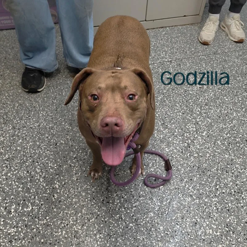 An adult large-sized male Brown / Chocolate Chocolate Labrador Retriever dog named Godzilla for adoption in Parkersburg, WV