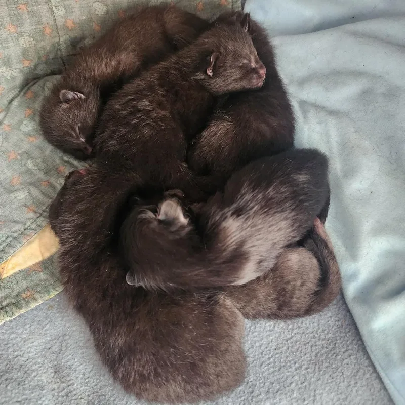 A baby small-sized male Black Domestic Short Hair cat named Luke for adoption in Austin, TX