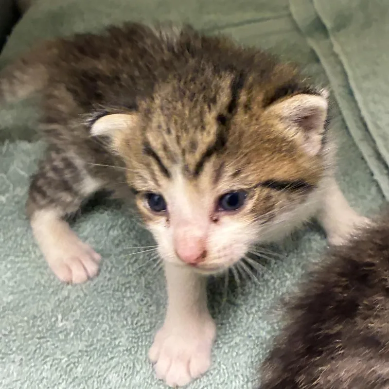 A baby small-sized male Brown / Chocolate Domestic Short Hair cat named 71575 for adoption in Harrisonburg, VA