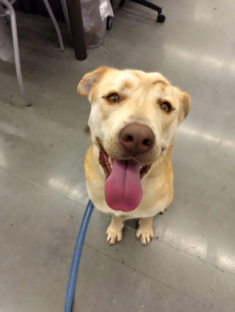 Mr. Butters thumbnail 3