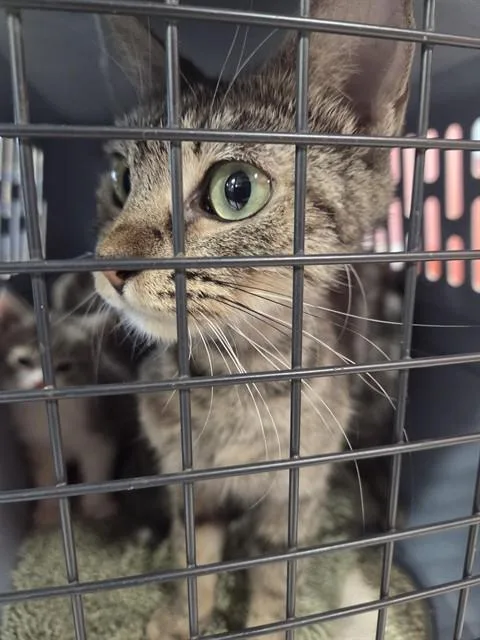 A young medium-sized female Domestic Short Hair cat named Tibby for adoption in Louisville, KY