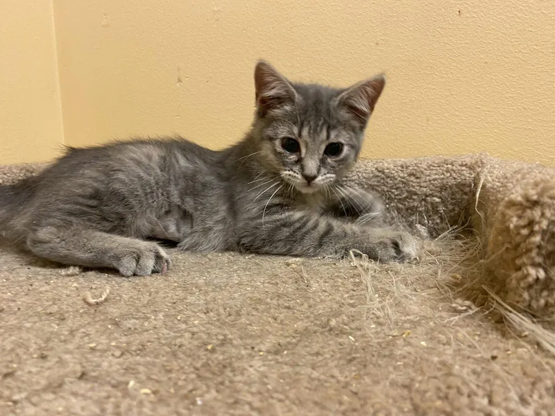 A baby medium-sized female Domestic Short Hair cat named Gloria for adoption in Louisville, KY