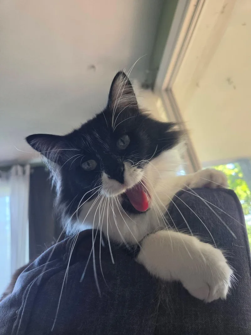 A young medium-sized male Domestic Long Hair cat named Rocky for adoption in West Lafayette, IN