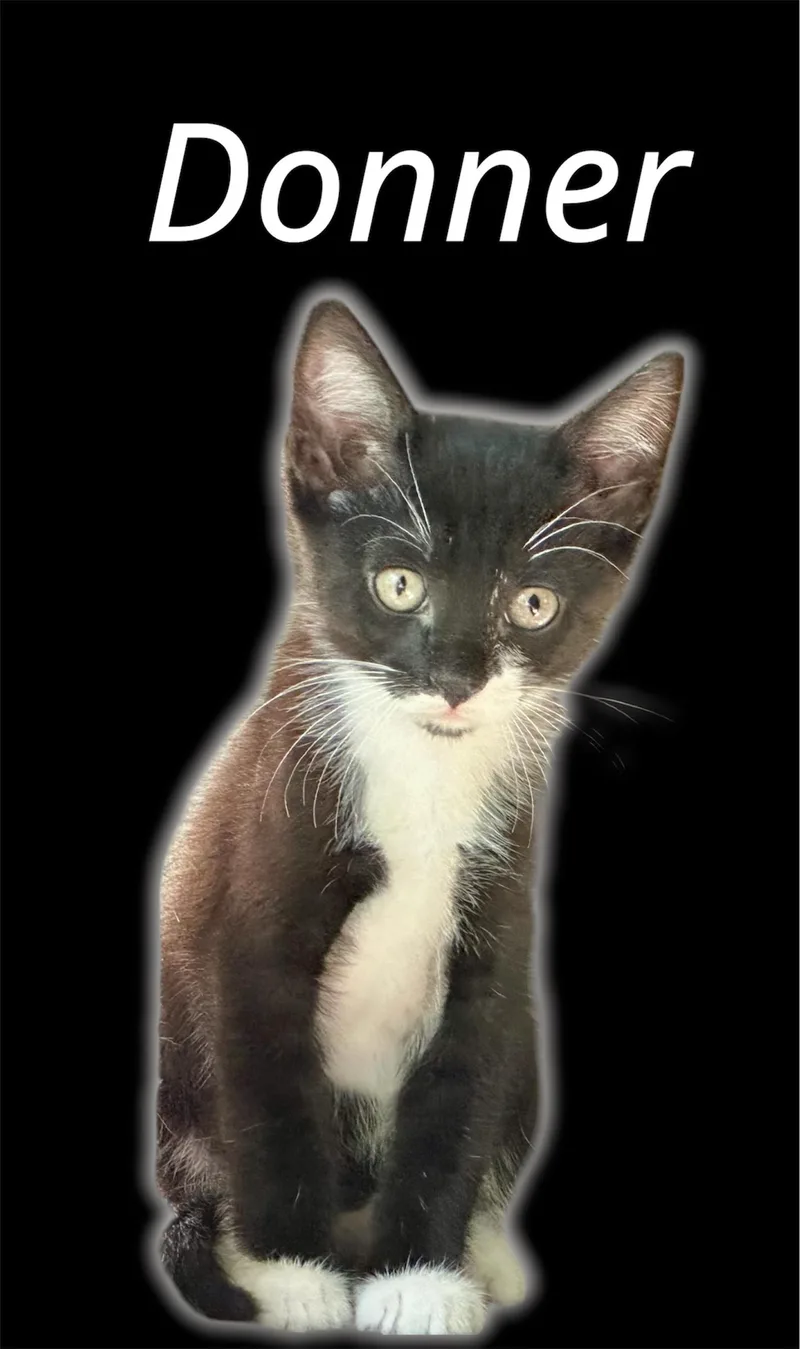 A baby small-sized male Black & White / Tuxedo Domestic Short Hair cat named Donner for adoption in Auburn, CA