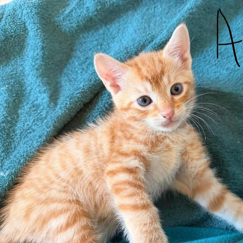 A baby small-sized male Orange / Red Domestic Short Hair cat named Aion for adoption in Auburn, AL