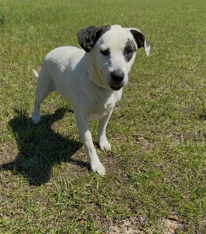 An adult medium-sized female Hound dog named Layla Dixon for adoption in Rockaway, NJ