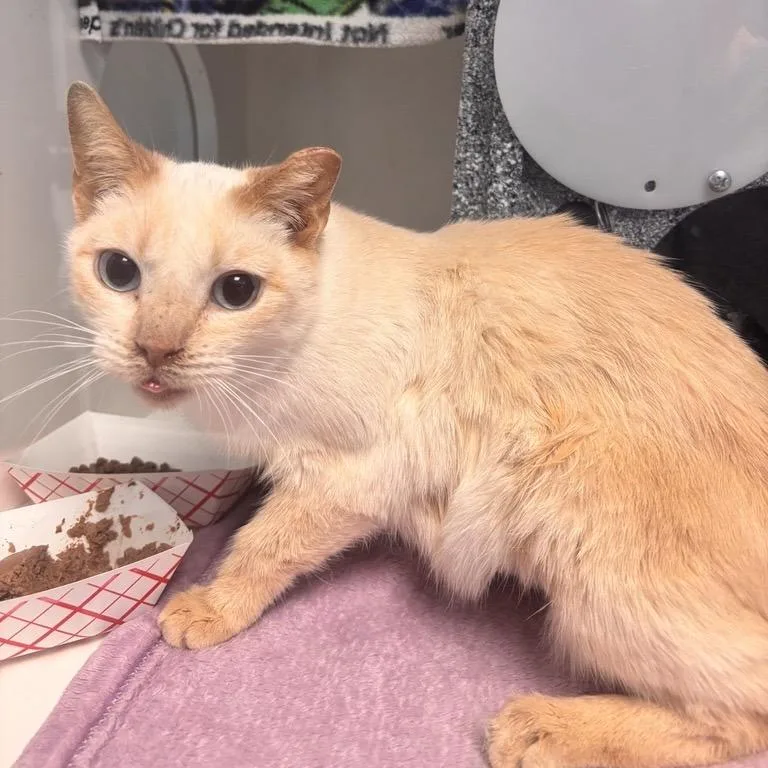 A senior medium-sized female Flame Point Domestic Short Hair cat named Persimmon for adoption in Salt Lake City, UT
