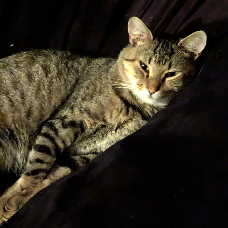 A young medium-sized male Gray / Blue / Silver Domestic Short Hair cat named Osiris for adoption in Brownsboro, AL