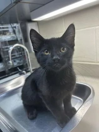 A baby medium-sized male Black Domestic Short Hair cat named Loudspeaker for adoption in Wichita, KS