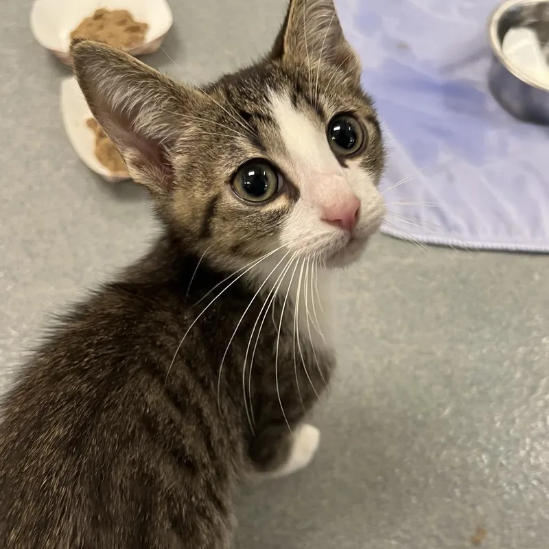 A baby small-sized male White Domestic Short Hair cat named Hershey for adoption in West Palm Beach, FL