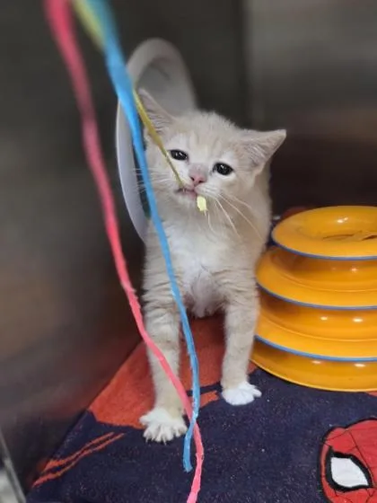 A baby small-sized male Domestic Short Hair cat named Hay Stack for adoption in Westland, MI