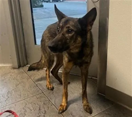 A young large-sized female German Shepherd Dog dog named Dana for adoption in Los Angeles, CA
