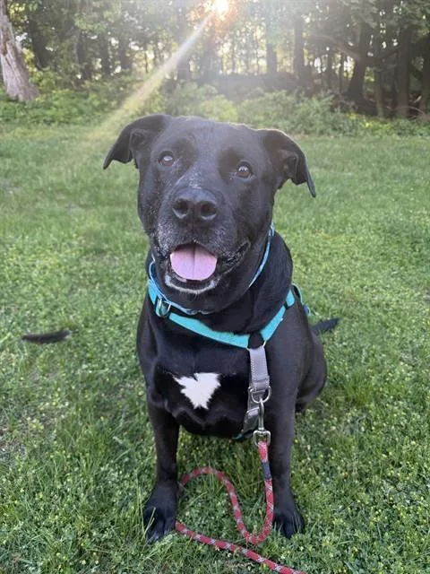 An adult medium-sized female Labrador Retriever dog named Ruby for adoption in Dedham, MA