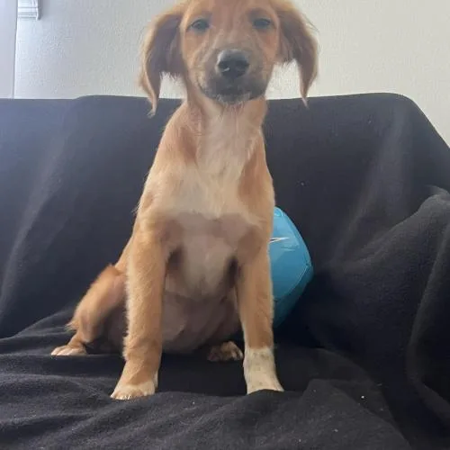 A baby small-sized female Yellow / Tan / Blond / Fawn Mixed Breed dog named Trinity Rodman for adoption in Toms River, NJ