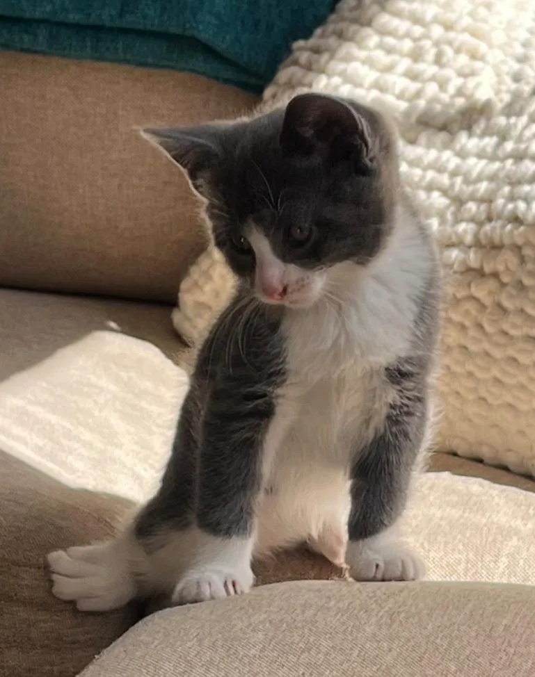 A baby small-sized female Domestic Short Hair cat named Gracie for adoption in Canton, CT