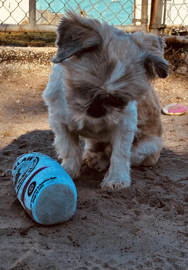 Mcgucket thumbnail 4