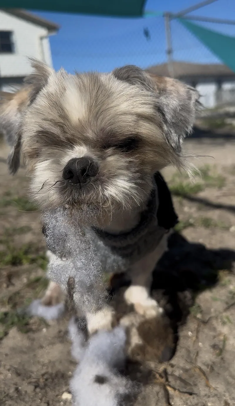 Mcgucket thumbnail 5