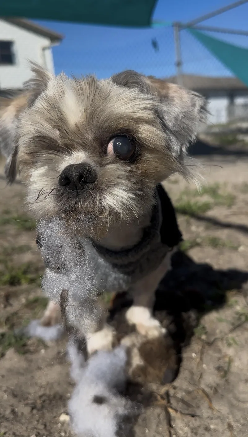 Mcgucket thumbnail 6