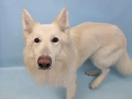 An adult large-sized male German Shepherd Dog dog named Caspar for adoption in Woodbury, MN