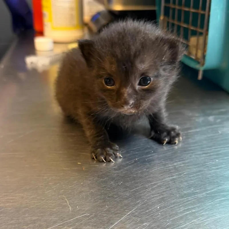 A baby small-sized male Black Domestic Short Hair cat named Jinx for adoption in Tuscaloosa, AL