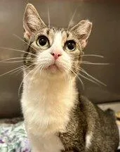 A young small-sized female Tabby (Brown / Chocolate) Domestic Short Hair cat named Tres for adoption in Raleigh, NC