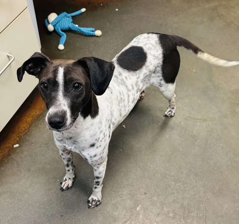 An adult small-sized female Black Rat Terrier dog named Keetah for adoption in Council Bluffs, IA