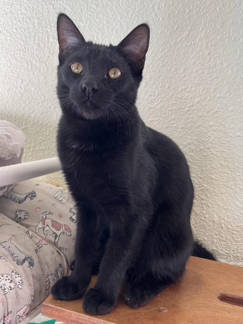 Sundancer thumbnail 2