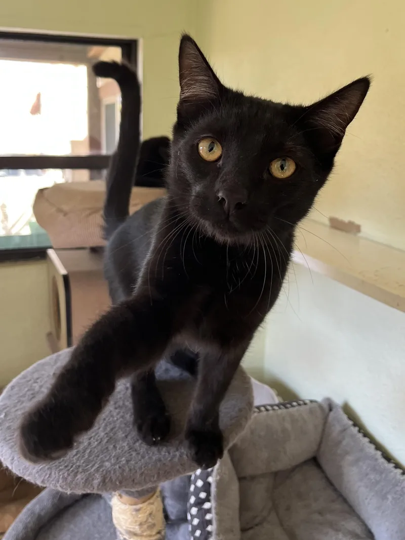 Sundancer thumbnail 3