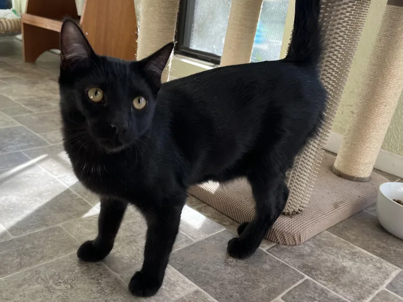 Sundancer thumbnail 4