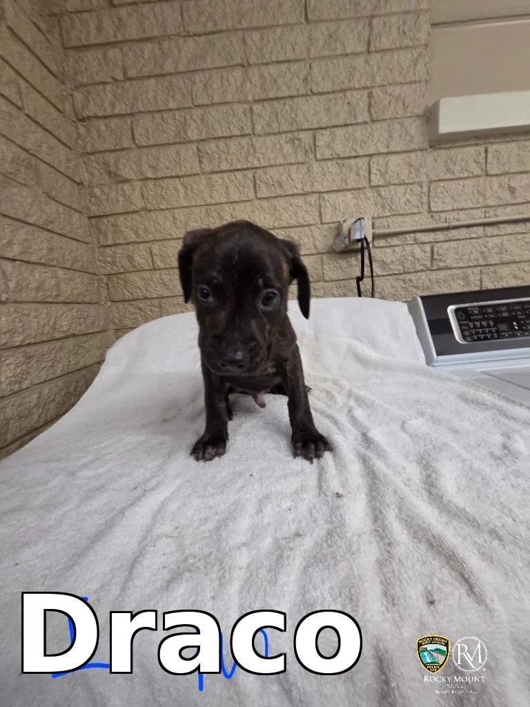 A baby small-sized male Cane Corso dog named Draco for adoption in Rocky Mount, NC