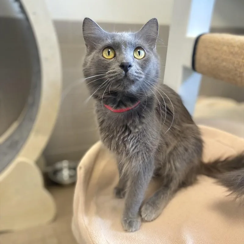 A young small-sized female Domestic Long Hair cat named Misty for adoption in Truckee, CA
