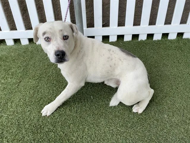 An adult large-sized male Pit Bull Terrier dog named Bjorn for adoption in Modesto, CA