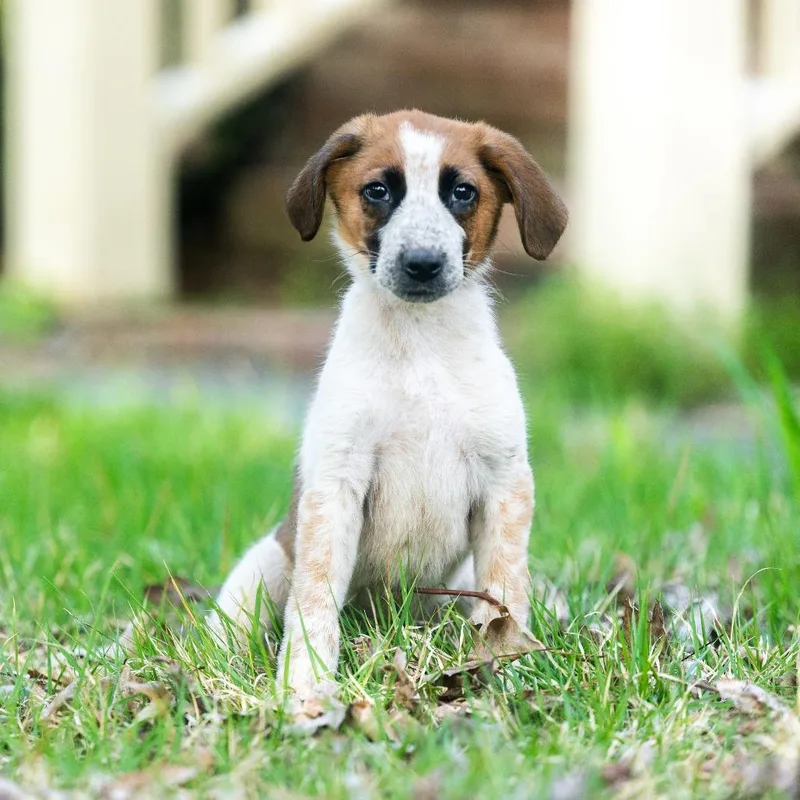 A baby small-sized male Yellow / Tan / Blond / Fawn Collie dog named Aho for adoption in Wake Forest, NC