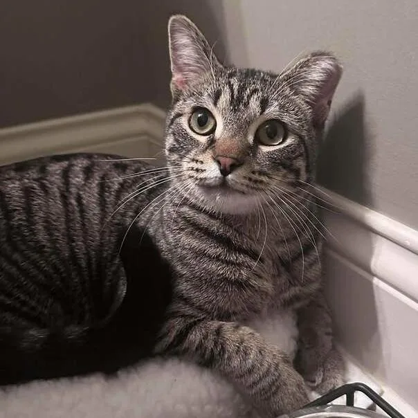 A young medium-sized male Brown / Chocolate Domestic Short Hair cat named Liam for adoption in Chicago, IL