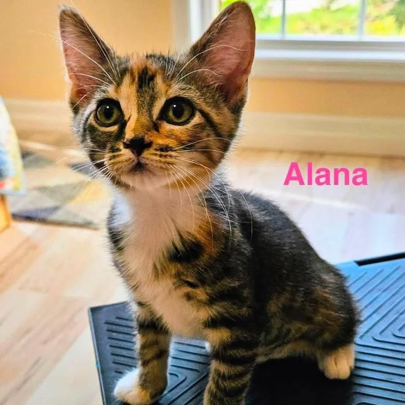 A baby small-sized female Black Domestic Short Hair cat named Alana Meet me at for adoption in Buffalo, MN