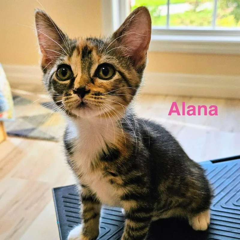 Alana Meet me at thumbnail 2