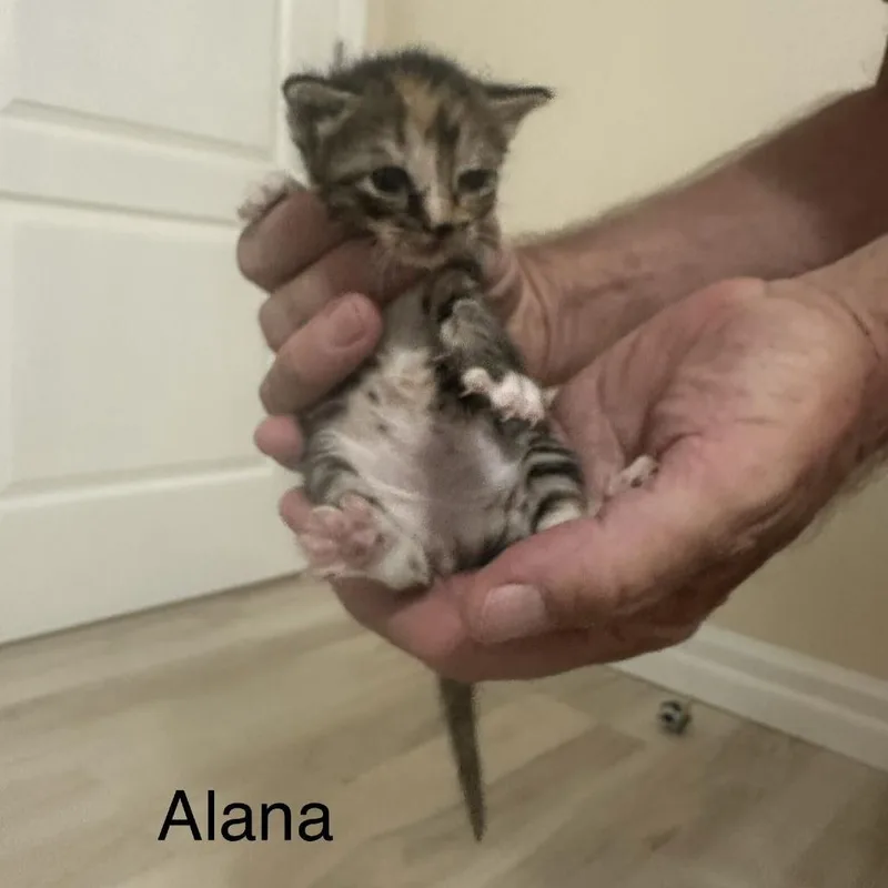 Alana Meet me at thumbnail 3