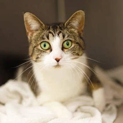 An adult small-sized female White Domestic Short Hair cat named Precious for adoption in Atlanta, GA