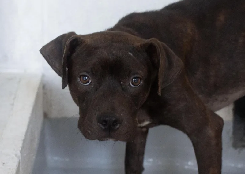 A young medium-sized male Pit Bull Terrier dog named Cosmo for adoption in Mountain Home, AR