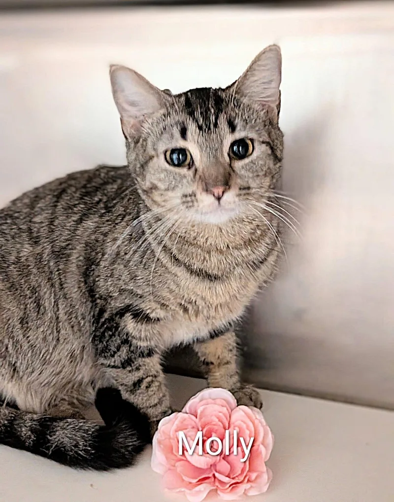 An adult medium-sized female Tabby (Brown / Chocolate) Domestic Short Hair cat named Molly for adoption in Flint, MI