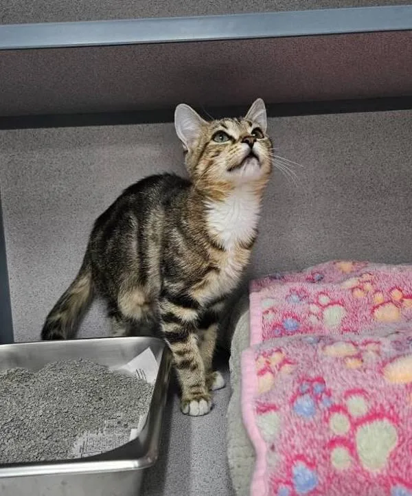 A baby small-sized female Domestic Short Hair cat named Milkshake for adoption in Skillman, NJ