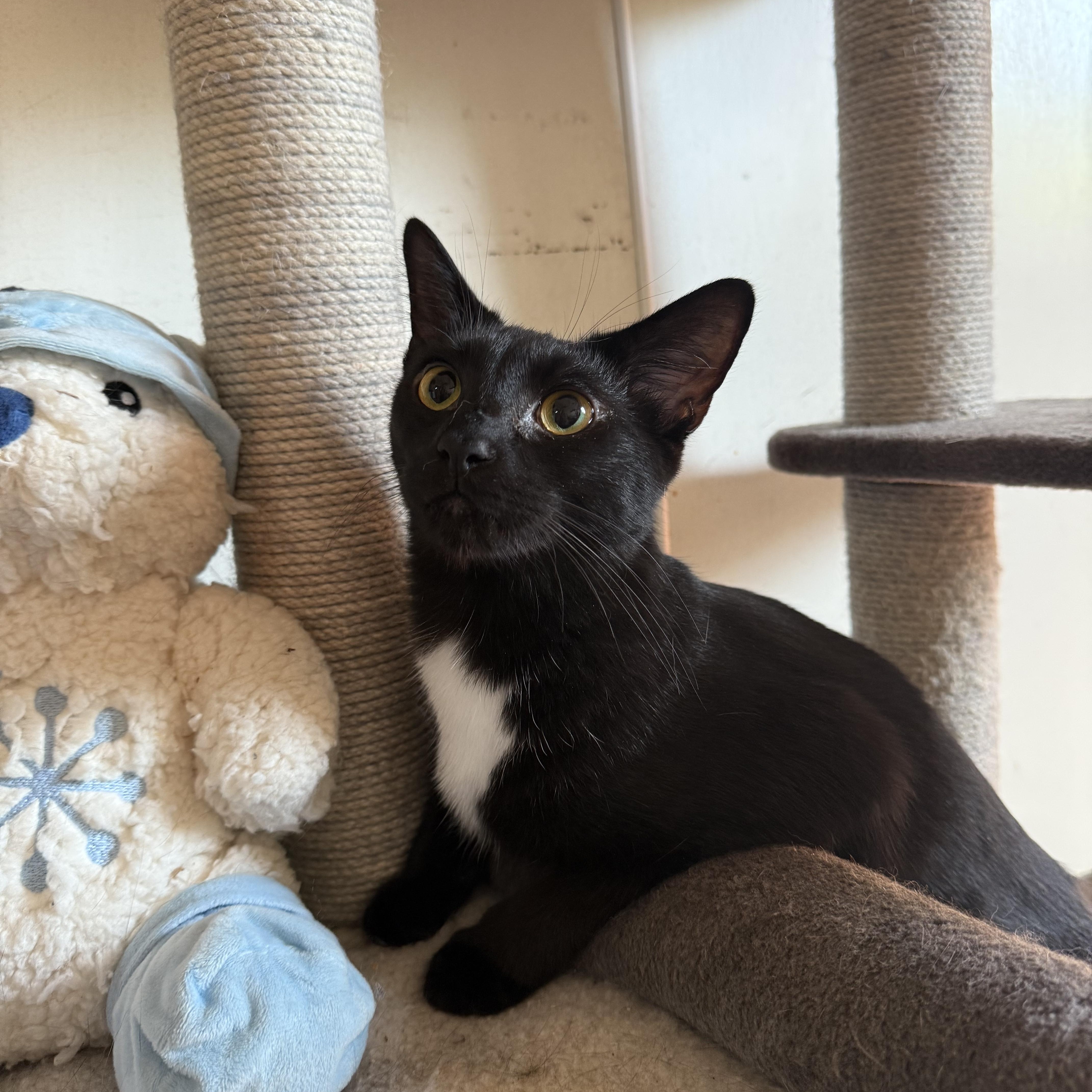 A young medium-sized male Black Domestic Short Hair cat named Cz for adoption in Hendersonville, TN