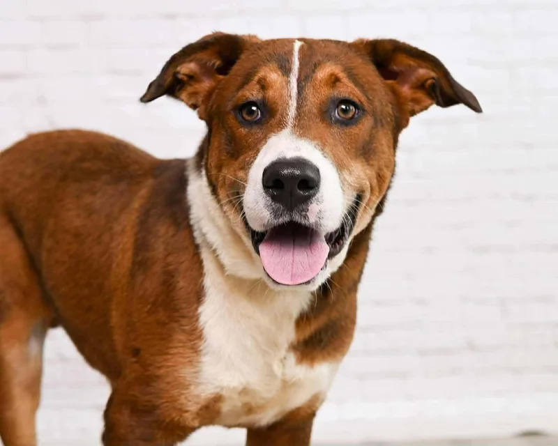 An adult medium-sized male Brown / Chocolate Hound dog named Jokker for adoption in Houston, TX