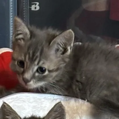 A baby medium-sized male Tabby (Gray / Blue / Silver) Domestic Short Hair cat named Dragon Fruit for adoption in Phoenixville, PA