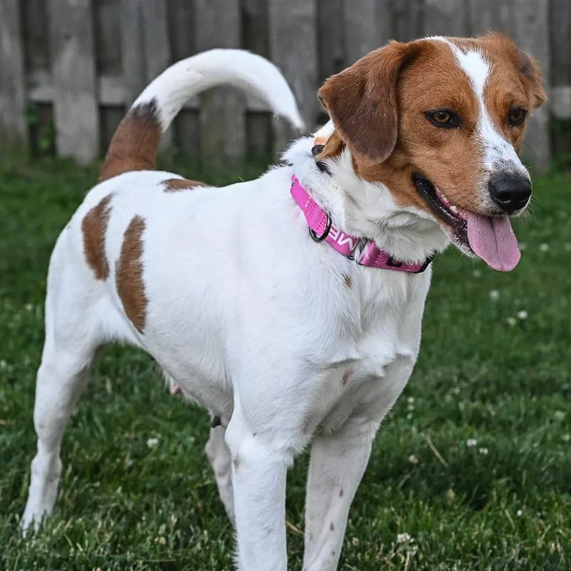 An adult medium-sized female White / Cream Spaniel dog named Lyla for adoption in Arlington Heights, IL