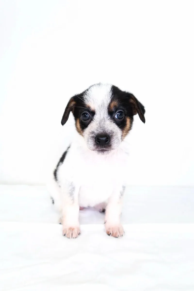 A baby small-sized female Tricolor (Brown, Black, & White) Australian Cattle Dog / Blue Heeler dog named Squishmallow for adoption in Bixby, OK
