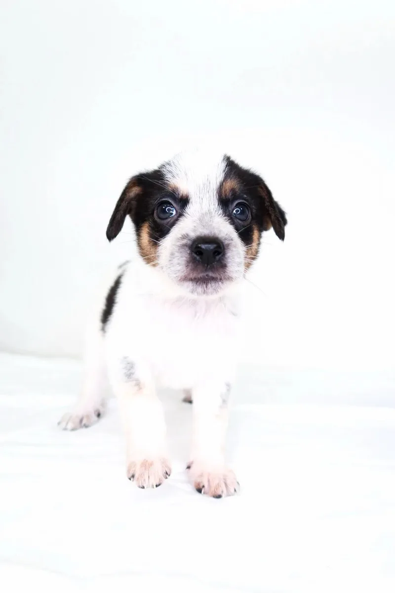 Squishmallow thumbnail 4